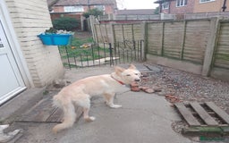 German Shepherd dogs for sale: White German shepherd  - Image 3