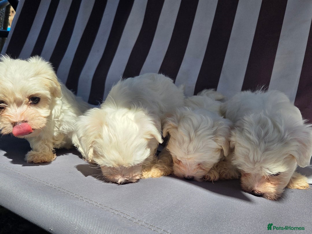 Maltese dogs for sale: Maltese puppies  - Image 9
