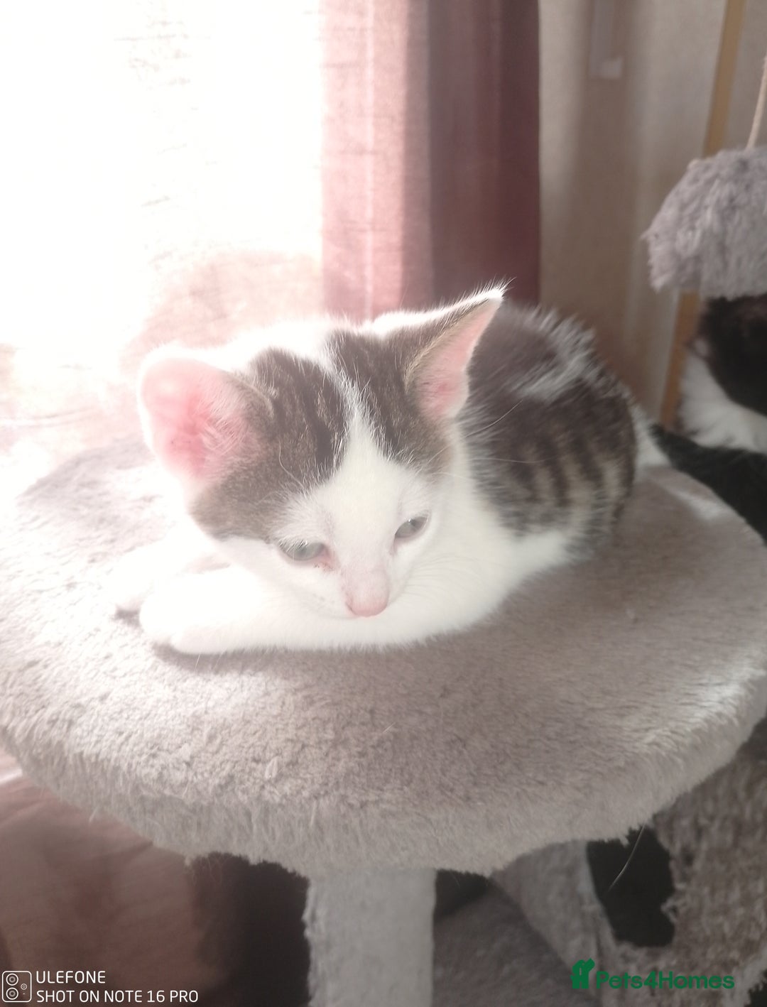 Mixed Breed cats for sale: 9 adorable Disney kitten couples  - Image 14