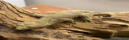 Gecko reptiles for sale: CB26 Pine Island Leachianus gecko babies - Advert 2