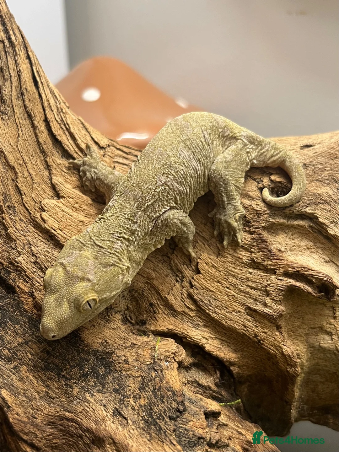 Gecko reptiles for sale: CB26 Pine Island Leachianus gecko babies - Advert 2