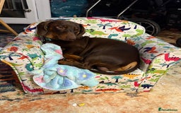 Dachshund dogs for sale: Small standard Dachshund  - Image 4