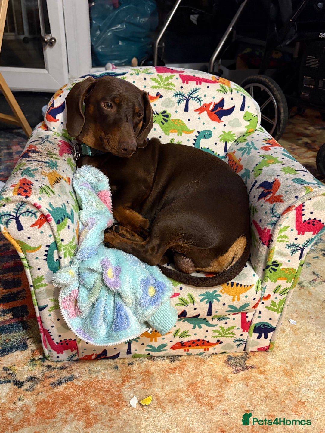 Dachshund dogs for sale: Small standard Dachshund  - Image 4