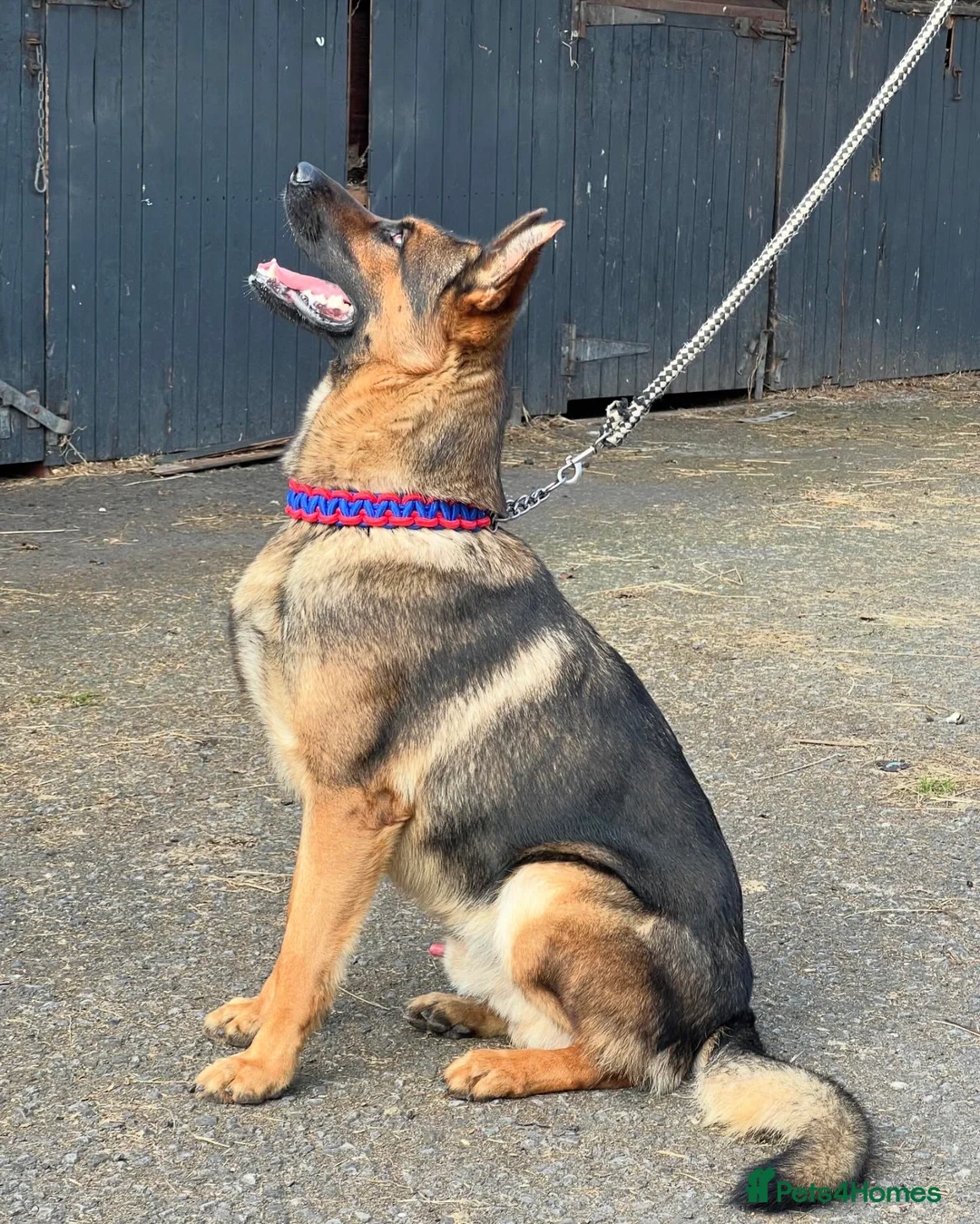 German Shepherd dogs for stud: Working line x show line german shepherd RHAEGAR in Manchester - Advert 5