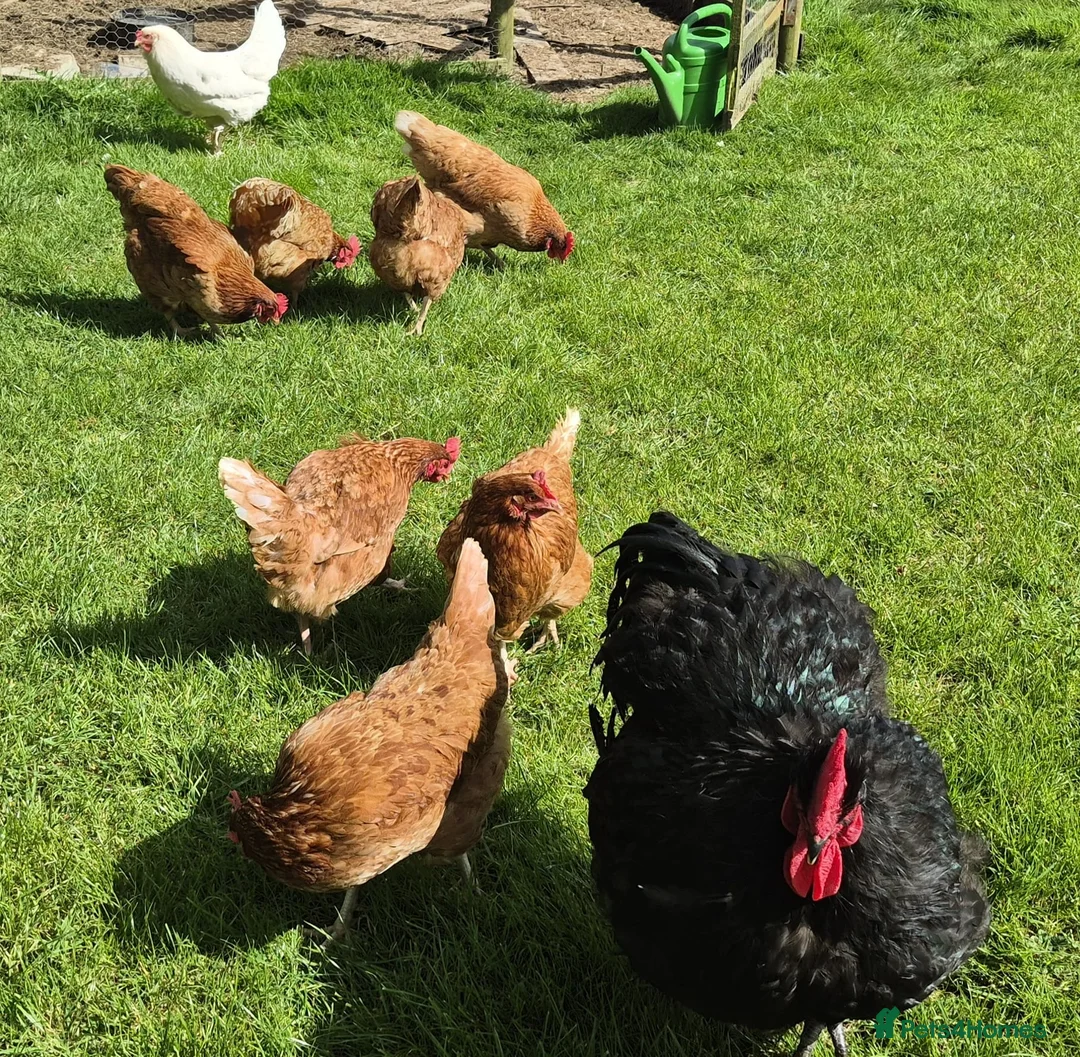 Chickens poultry for sale: Lovely flock of 8 hens, Warrens, mixed in Haywards Heath - Advert 2