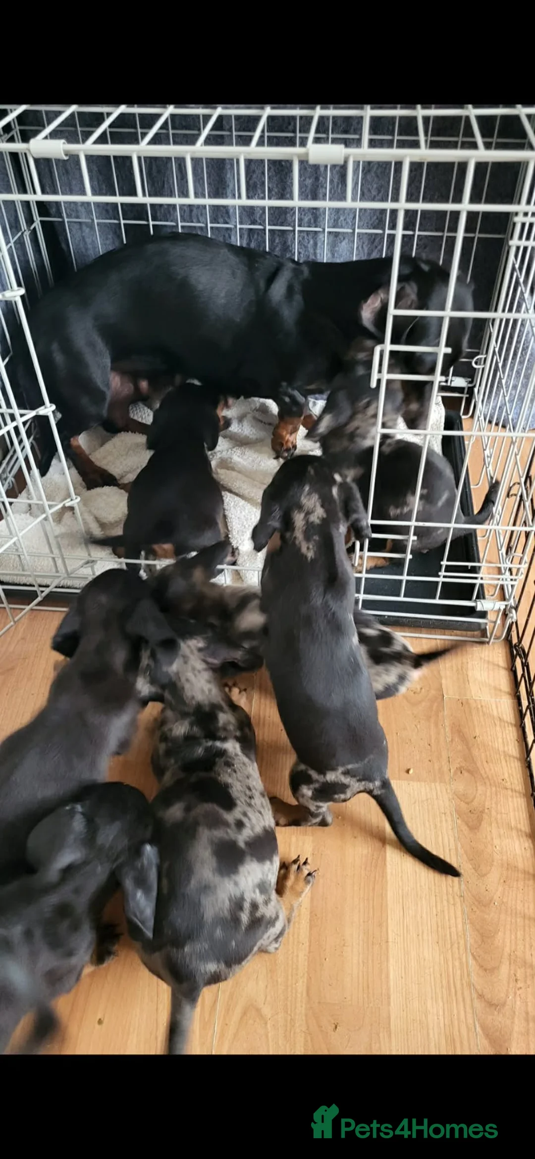 Dachshund dogs for sale: Delila Seres  in Barnsley - Advert 2