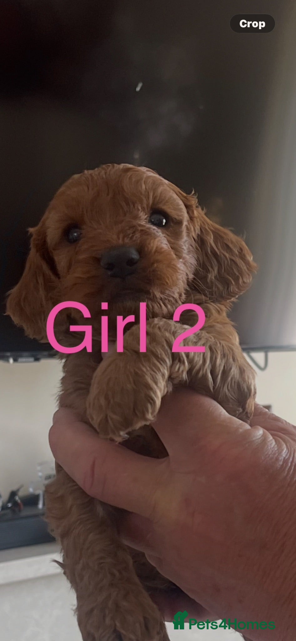 Cockapoo dogs Cockapoo puppies reds boy an girls  - Advert 2
