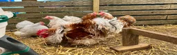 Chickens poultry for sale: Pekin Bantams, Chicks, Growers, Point of Lay, Hens - Advert 1