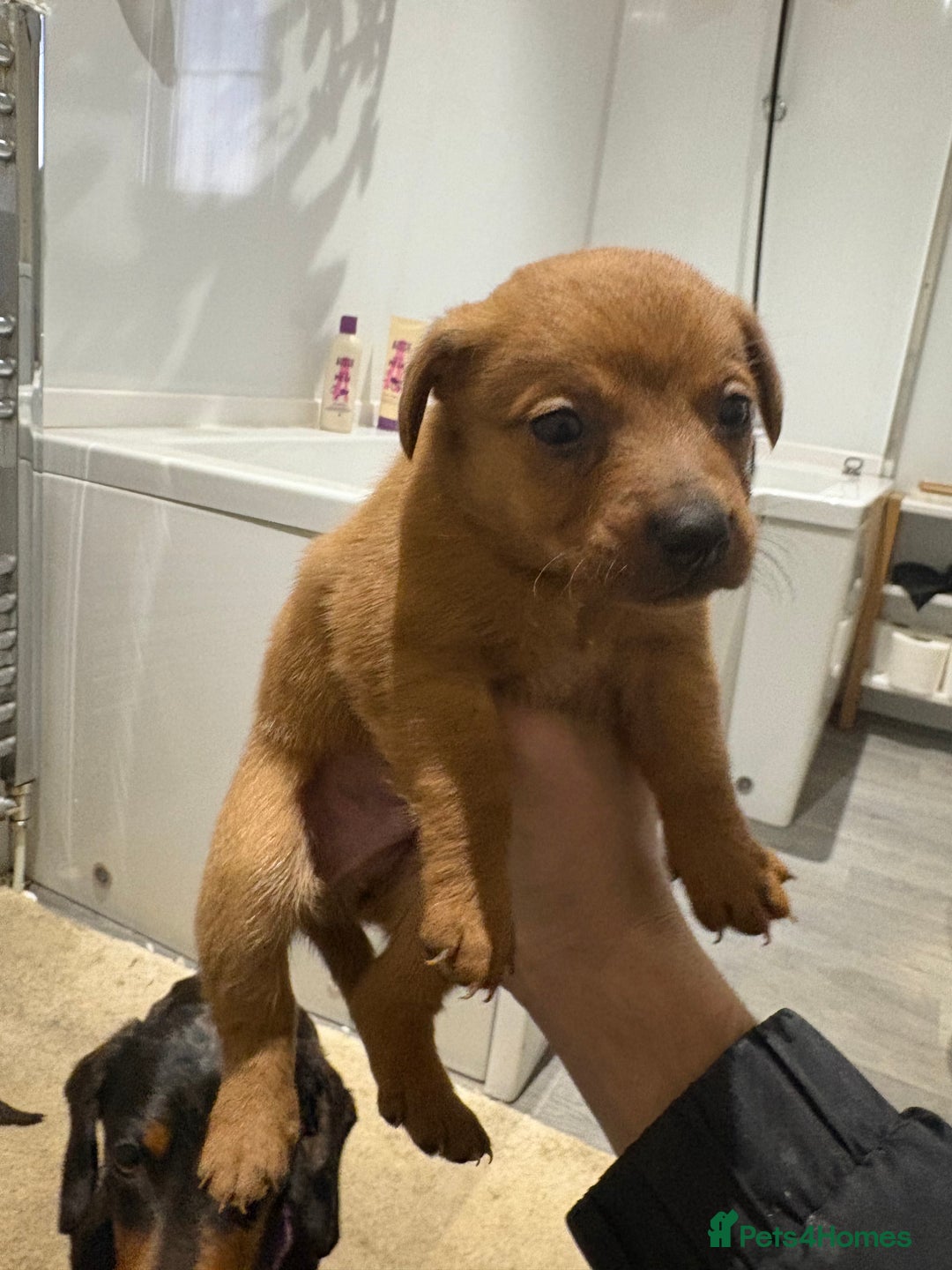 Mixed Breed dogs for sale: Dachound x Pomerania  - Advert 5