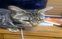 Mixed Breed cats for sale: 2 black and white female cats for sale  - Image 3