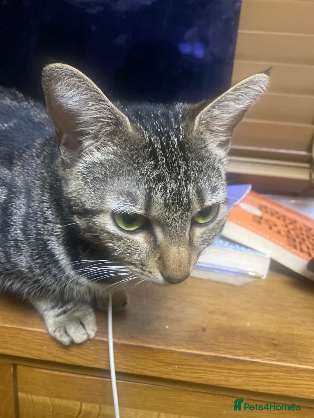 Mixed Breed cats for sale: 2 black and white female cats for sale  - Image 3