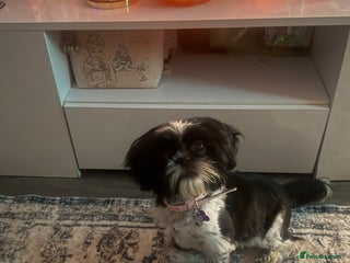 Shih Tzu dogs - Advert 3