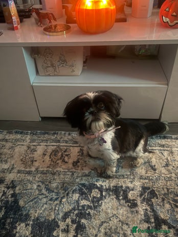 Shih Tzu dogs - Advert 3