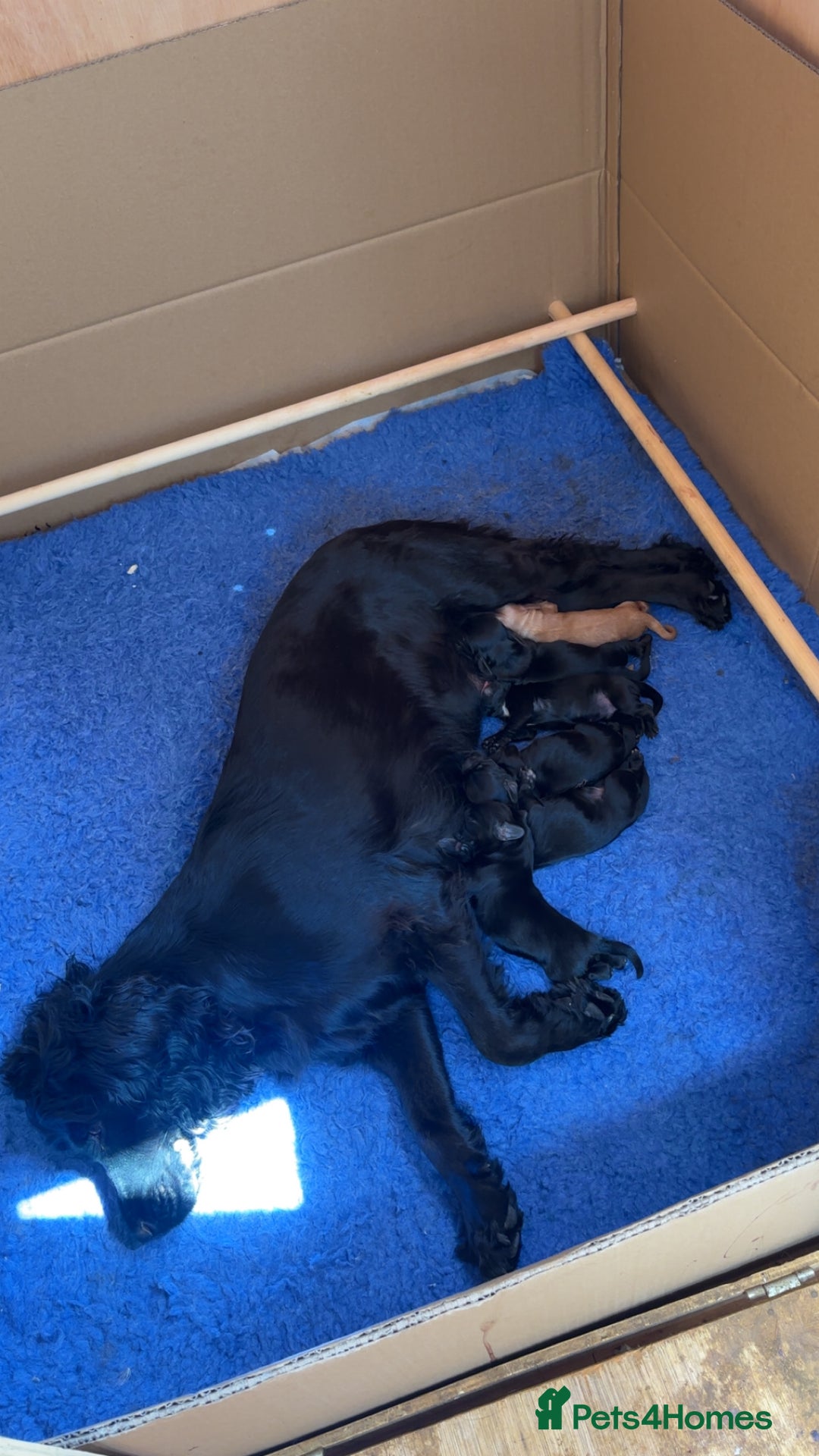 Cocker Spaniel dogs for sale: Cocker spaniel puppies  - Image 5
