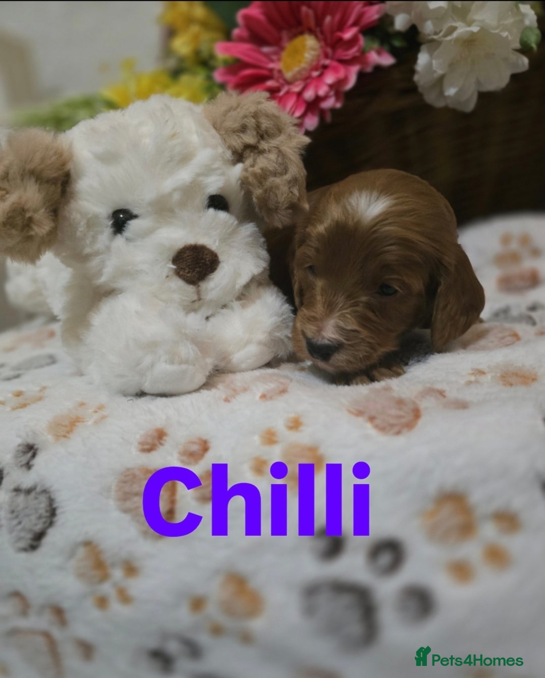 Cockapoo dogs for sale: Health tested cockerpoo F1 pups licensed Breeder  - Advert 17