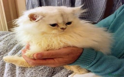 Persian cats for sale: 🐤White shaded gold/silver kittens ready to go - Advert 7