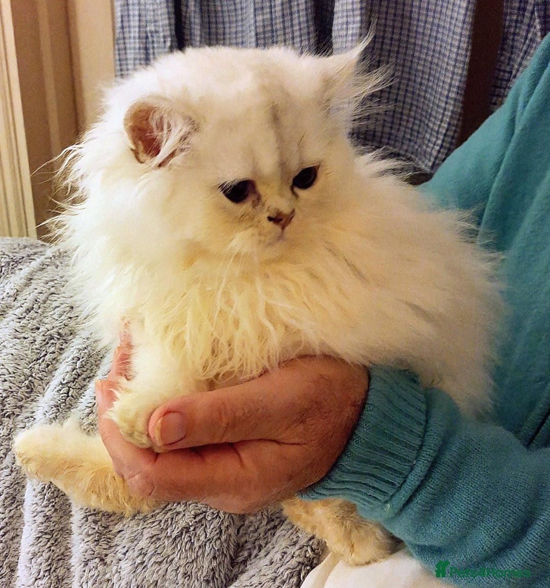 Persian cats for sale: 🐤White shaded gold/silver kittens ready to go - Advert 7