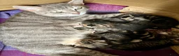 Bengal cats for sale: Bengal X Kittens With Famous Siblings!  - Advert 22