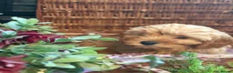 Cavapoo dogs for sale: 🐾Cavapoo health tested 🐶ready now 🐾 in Romford - Advert 16