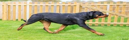 Rottweiler dogs for sale: Beautiful Adult  Rottweiler- Tilly 🐾🐾🐾 - Advert 4