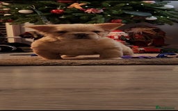 French Bulldog dogs for sale: French buldog visual fluffy male  - Image 2