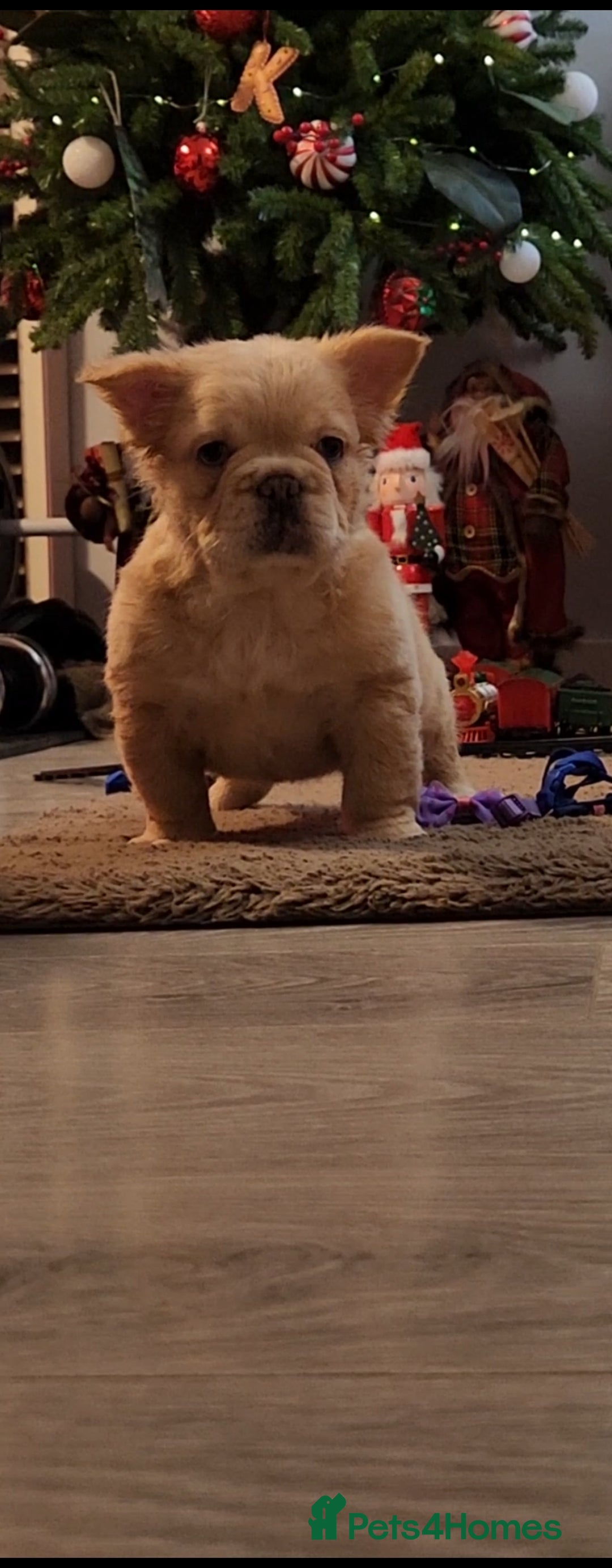 French Bulldog dogs for sale: French buldog visual fluffy male  - Image 2