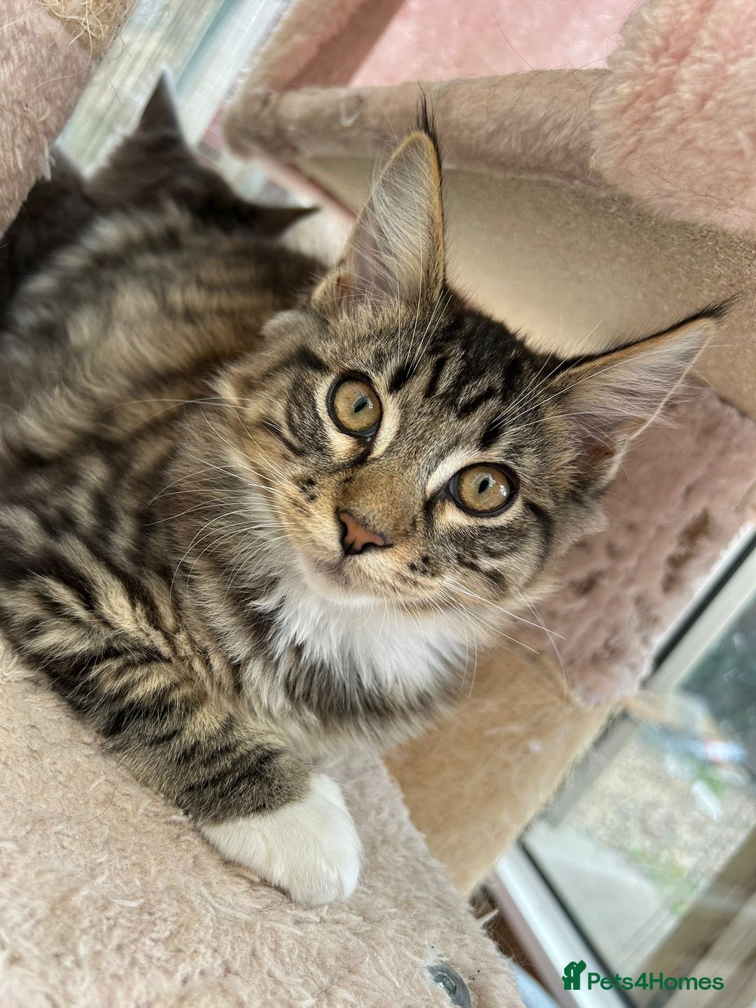 Maine Coon cats for sale: X Maine coon kits - Image 22
