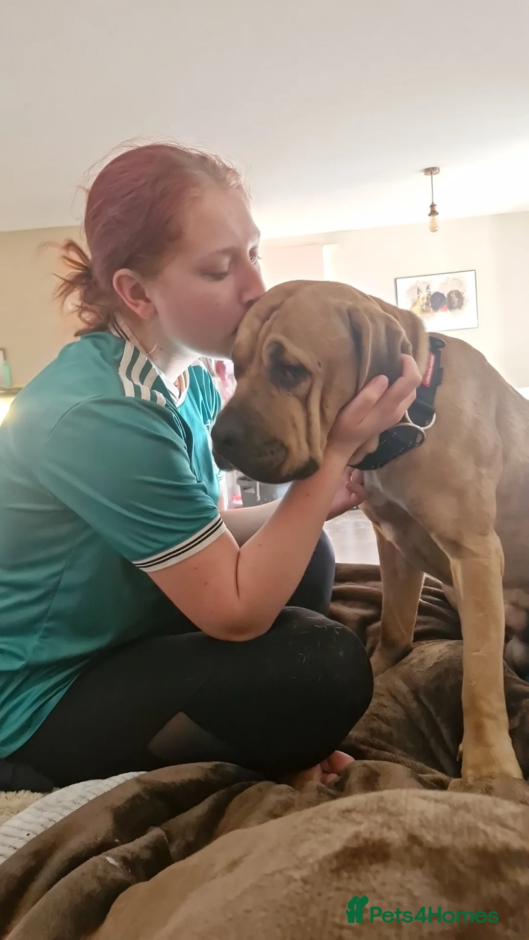 Mixed Breed dogs for sale: REHOMING KODA - Advert 2