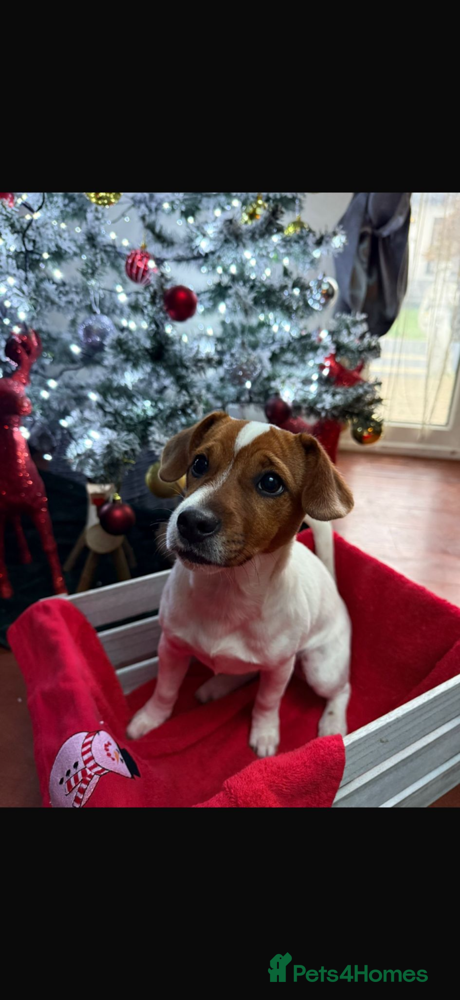 Jack Russell dogs 10 month old Jack Russell (Coco) - Advert 1