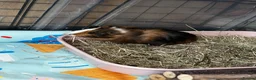 Guinea Pig rodents for sale: Mother daughter duo 💕 - Advert 5