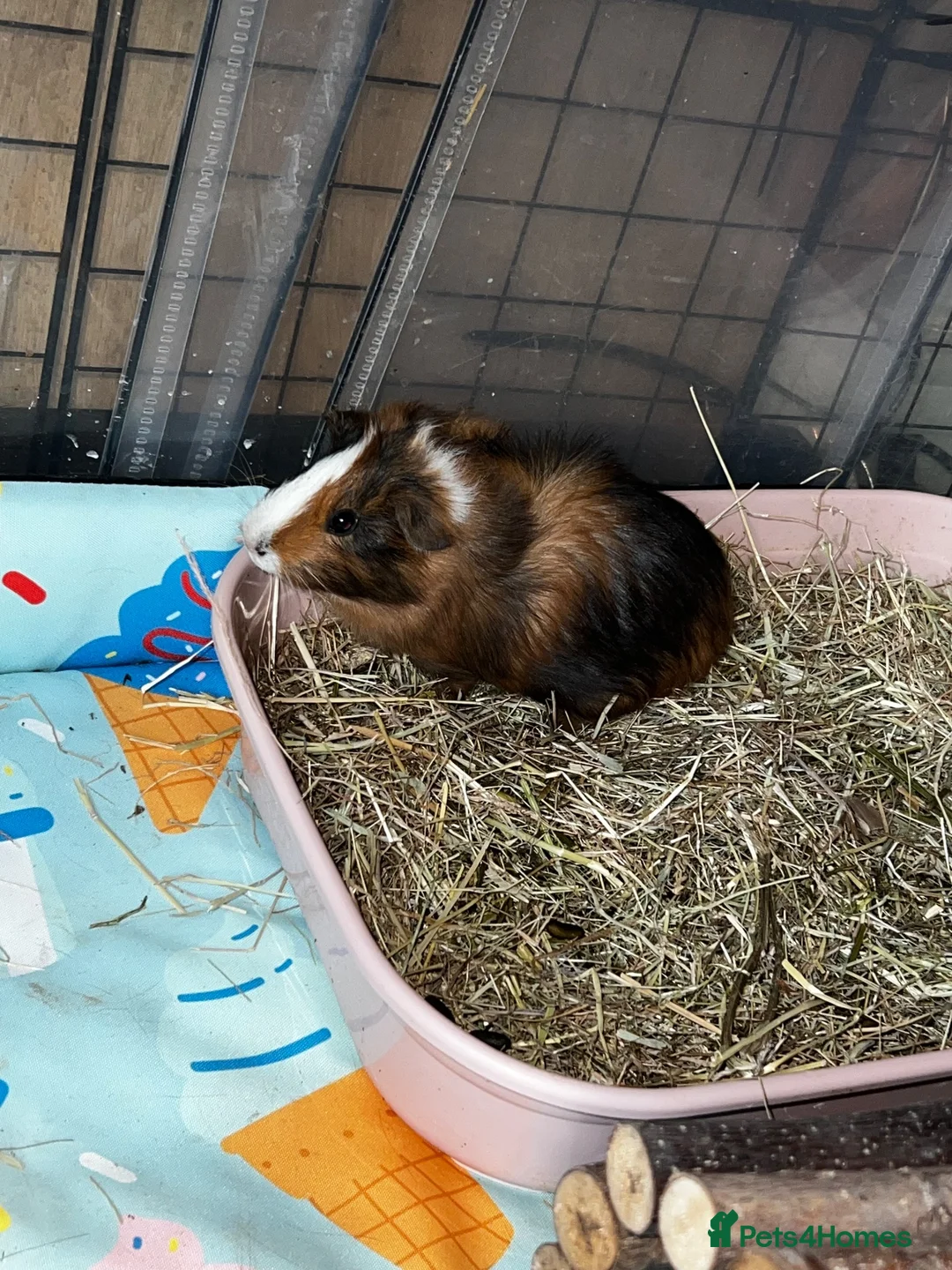 Guinea Pig rodents for sale: Mother daughter duo 💕 - Advert 5