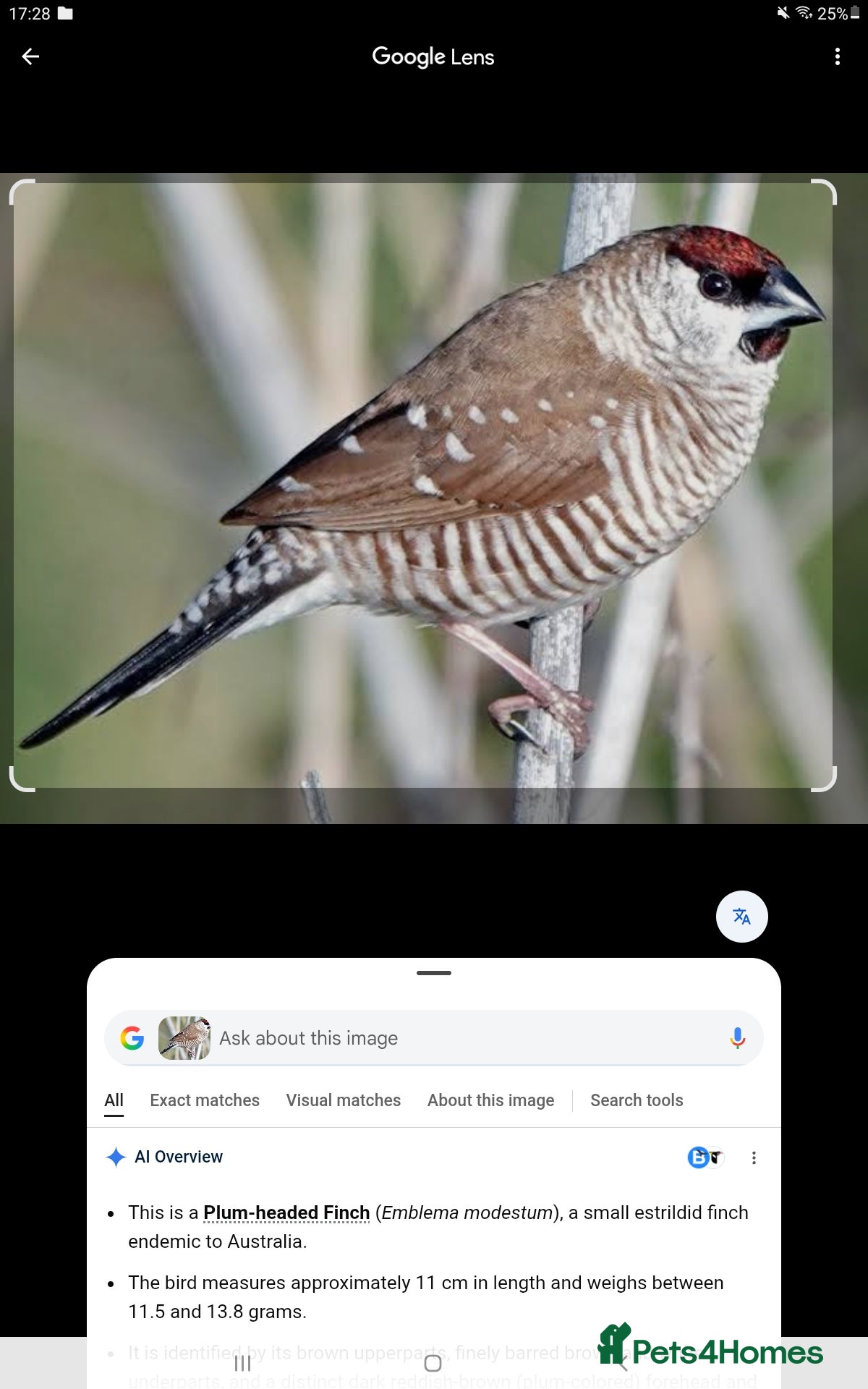 Finches birds Plum head finch and bengalese  - Advert 1