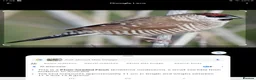 Finches birds for sale: Plum head finch and bengalese  - Advert 1