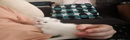 Siberian cats for sale: 4 kittens for sale - Advert 14