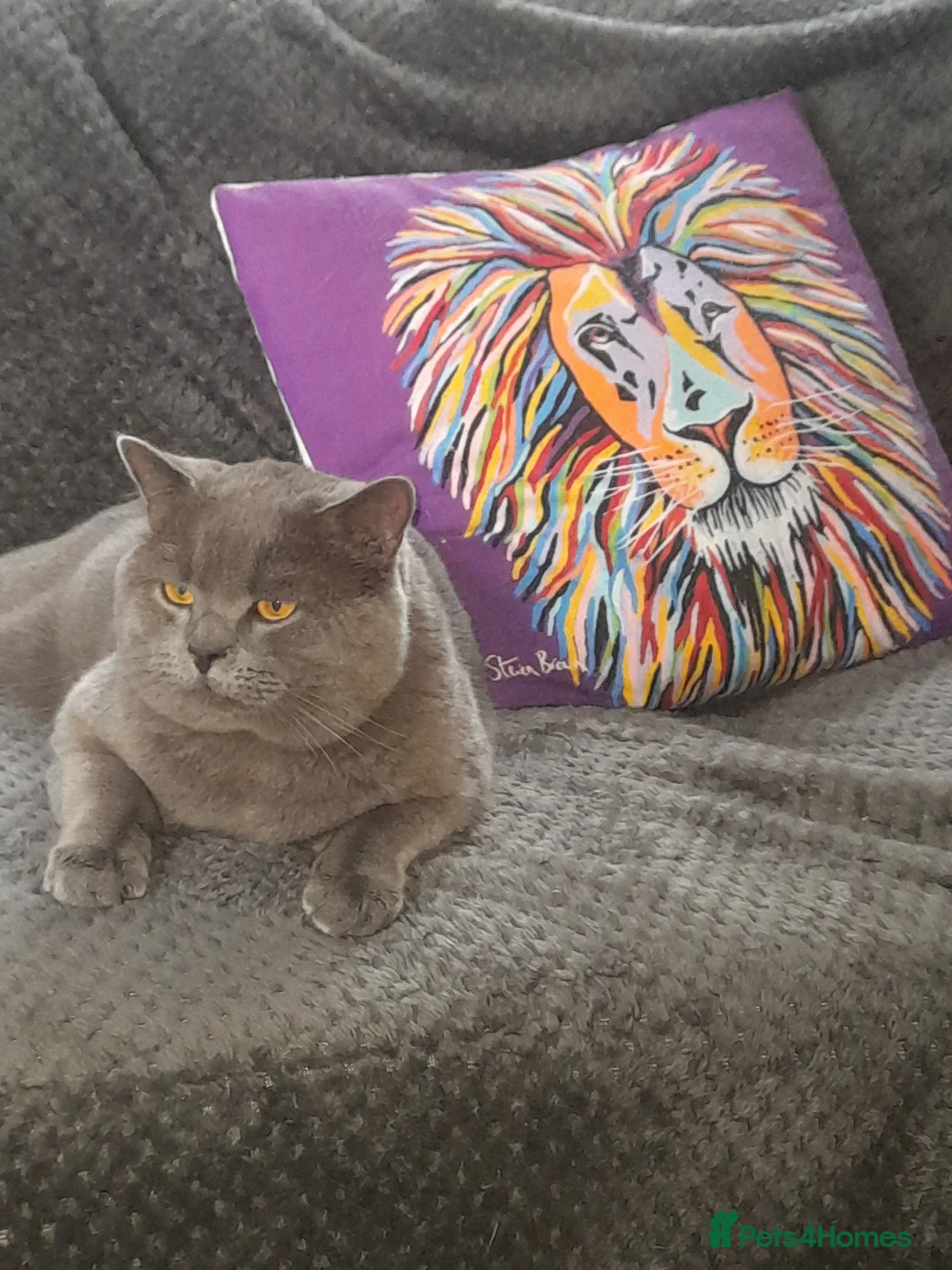 British Shorthair cats for stud: 🩶 British Shorthair Stud  in Alloa - Advert 6