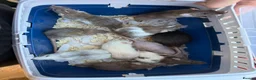 Rat rodents for sale: Dwarf Rats in Nottingham - Advert 5
