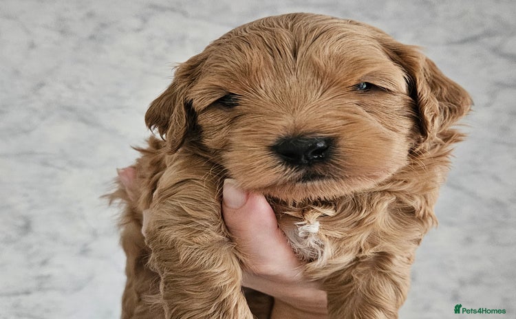 Mini Goldendoodle dogs - Advert 13