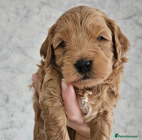 Mini Goldendoodle dogs - Advert 2