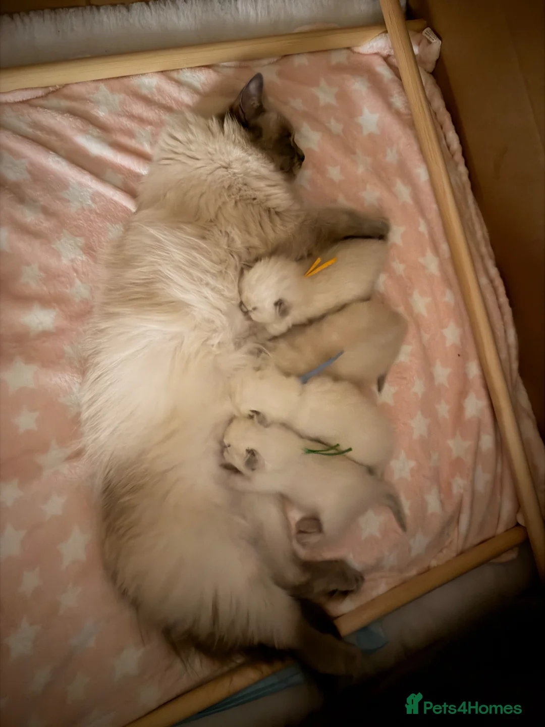 Ragdoll cats for sale: Gorgeous Blue Point Ragdoll Kittens Available  in Derby - Advert 16