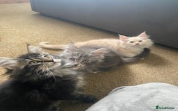 Maine Coon cats for sale: Ready Now  - Image 14