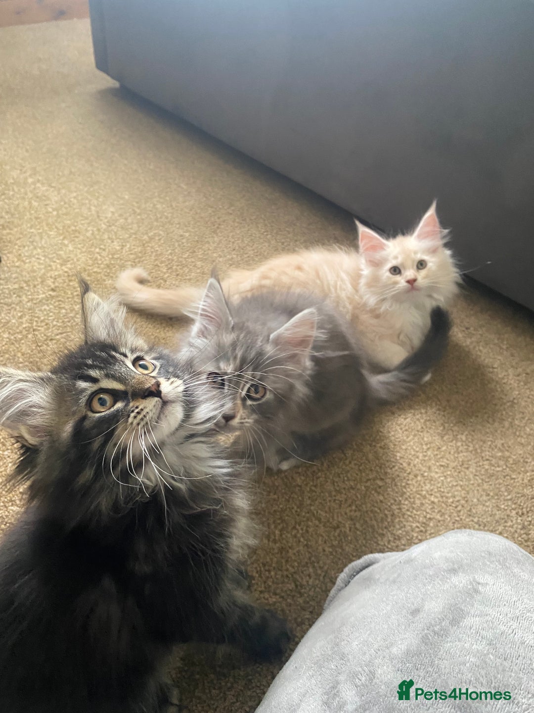 Maine Coon cats for sale: Ready Now  - Image 14