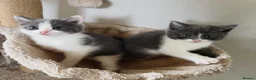 Mixed Breed cats for sale: Beautiful kittens, ready to leave on Friday. - Advert 10