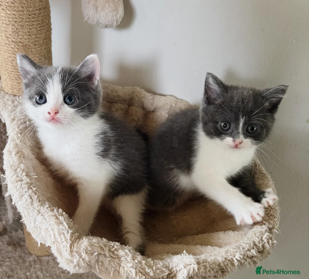 Mixed Breed cats for sale: Beautiful kittens, ready to leave on Friday. - Advert 10