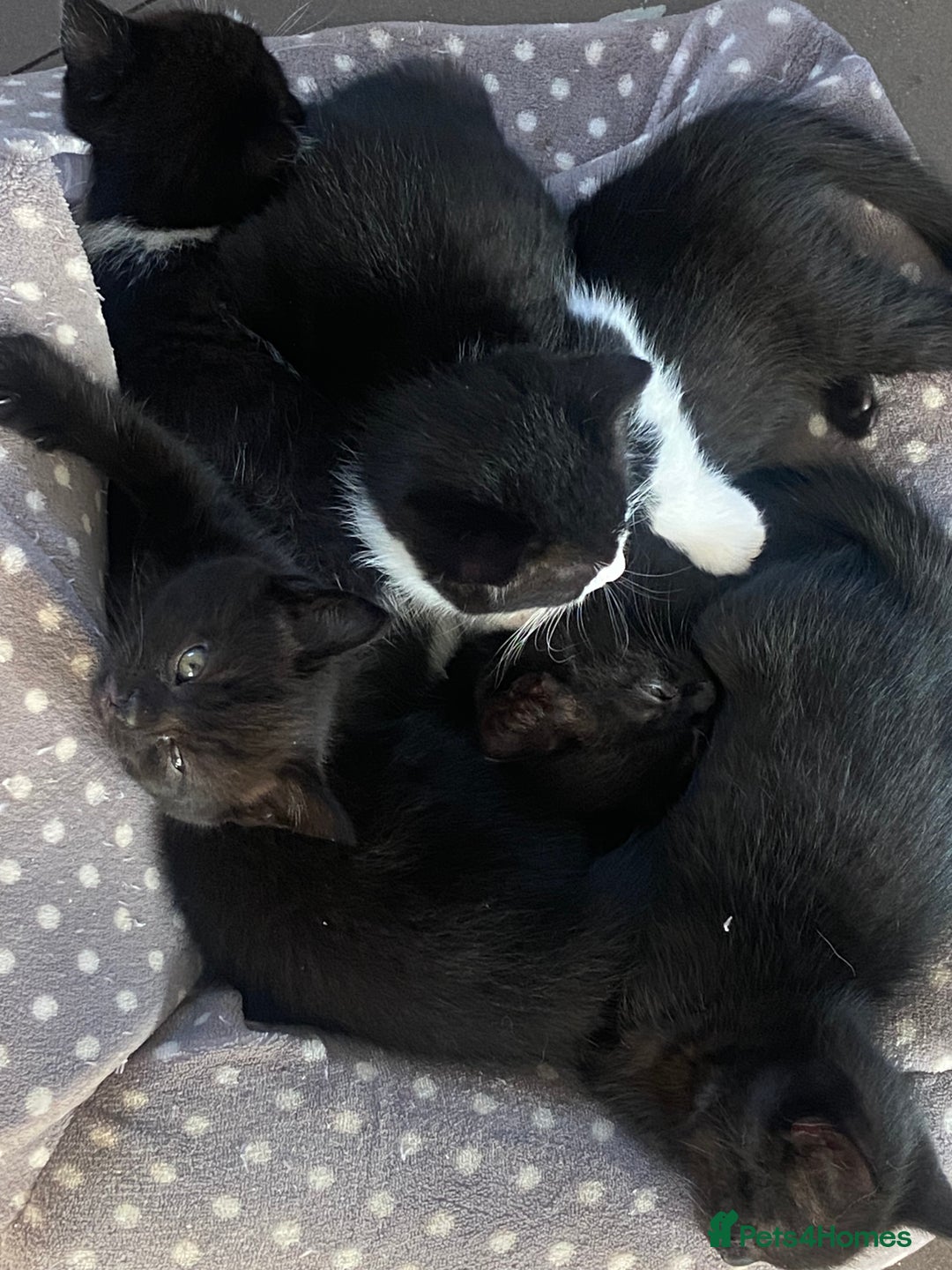 British Shorthair cats for sale: Cross British short hair kittens  - Image 2