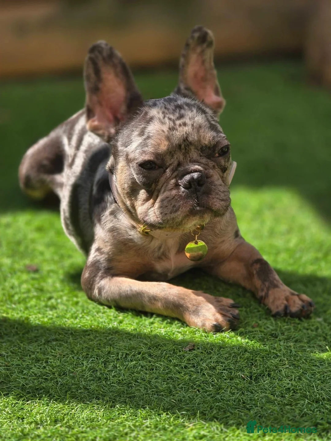 French Bulldog dogs for sale: French bulldog in Bury - Advert 12