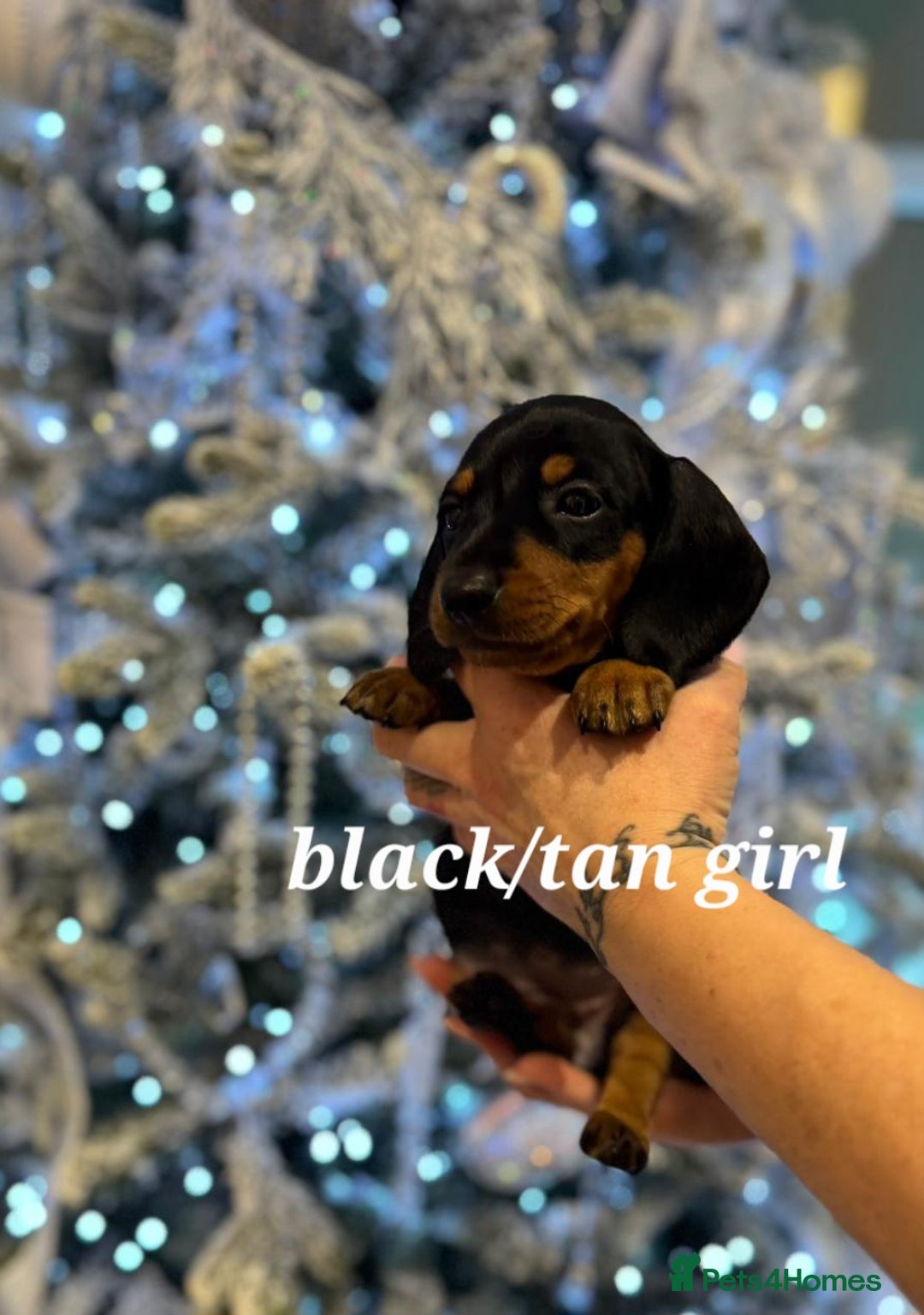 Miniature Dachshund dogs for sale: 🌟READY NOW🌟🐾Smooth coat Miniature Dachshund 🐾 - Advert 8