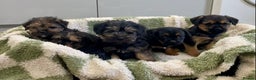 Mixed Breed dogs for sale: Norfolk Border cross puppies - Advert 4