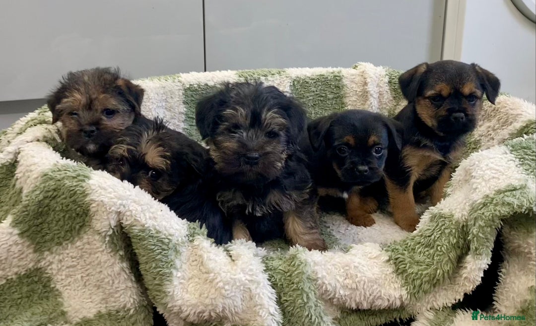 Mixed Breed dogs for sale: Norfolk Border cross puppies - Advert 4