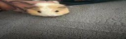 Guinea Pig rodents for sale: Guinea pigs for sale - Advert 9