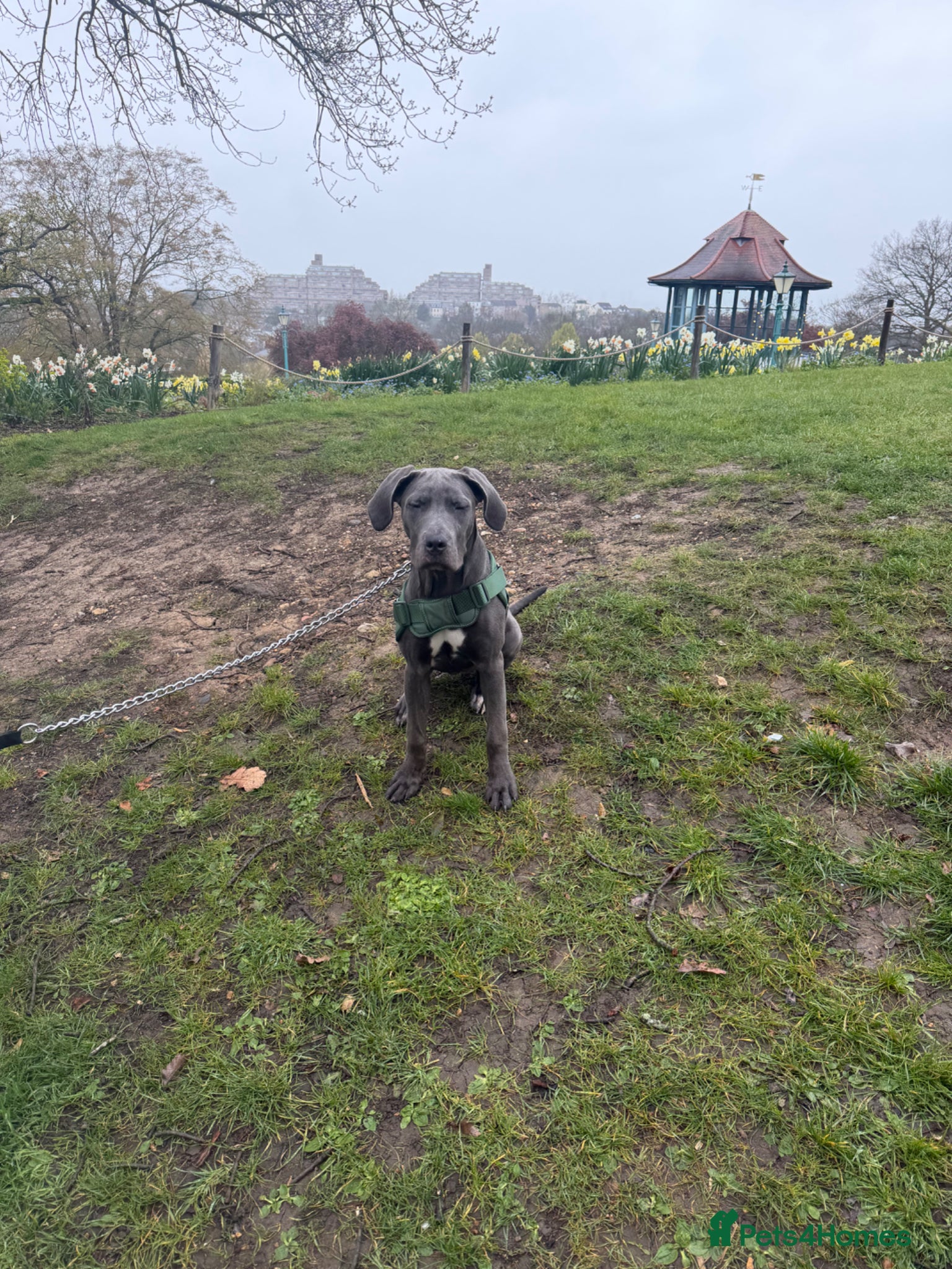 Cane Corso dogs Cane corso  - Advert 1